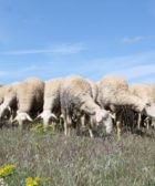 ovejas de La Mancha pastando