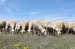 ovejas de La Mancha pastando