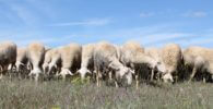 ovejas de La Mancha pastando