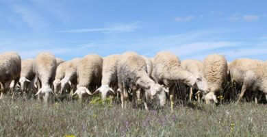 ovejas de La Mancha pastando