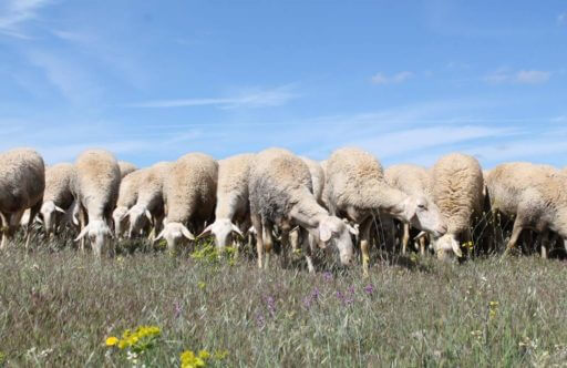 ovejas de La Mancha pastando