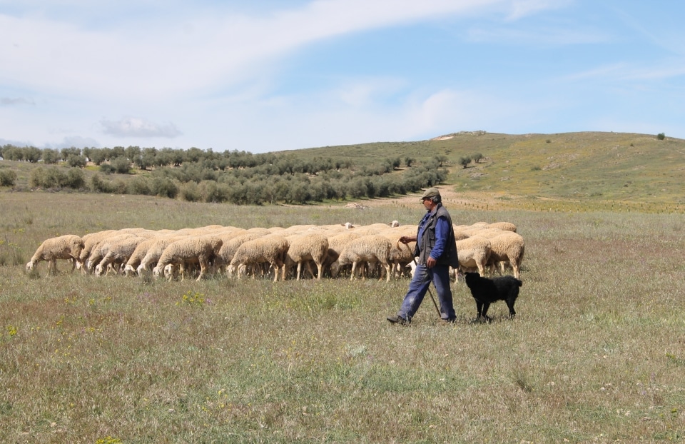 Pastoreo en La Mancha.